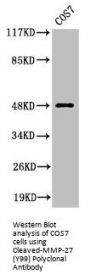 Cleaved-MMP27 (Y99) Antibody