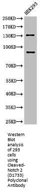 Cleaved-NOTCH2 (D1733) Antibody