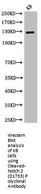 Cleaved-NOTCH2 (D1733) Antibody