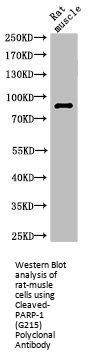 Cleaved-PARP1 (G215) Antibody