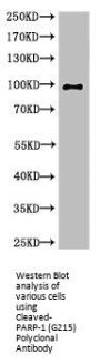 Cleaved-PARP1 (G215) Antibody