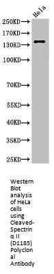 Cleaved-SPTAN1 (D1185) Antibody