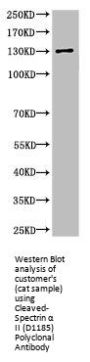 Cleaved-SPTAN1 (D1185) Antibody