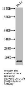 Cleaved-SUMO2 (G93) Antibody