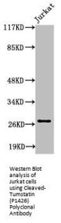 Cleaved-COL4A3 (P1426) Antibody
