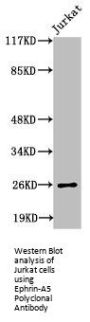 EFNA5 Antibody