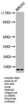 Cleaved-ITGA5 (E895) Antibody