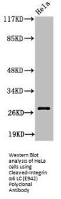 Cleaved-ITGA6 (E942) Antibody