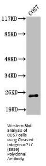 Cleaved-ITGA7 (E959) Antibody