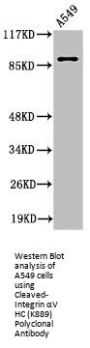 Cleaved-ITGAV (K889) Antibody