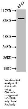 Cleaved-ITGAV (K889) Antibody