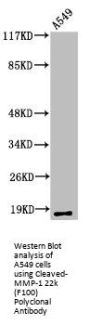 Cleaved-MMP1 (F100) Antibody
