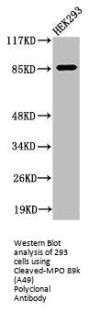Cleaved-MPO (A49) Antibody