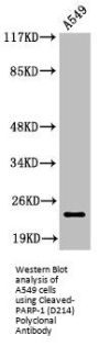 Cleaved-PARP1 (D214) Antibody