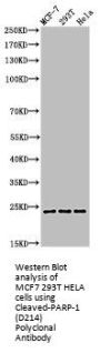 Cleaved-PARP1 (D214) Antibody