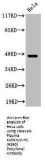 Cleaved-KLKB1 (R390) Antibody
