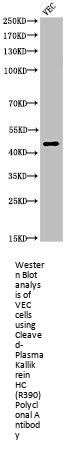 Cleaved-KLKB1 (R390) Antibody