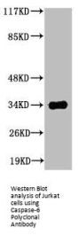 CASP6 Antibody