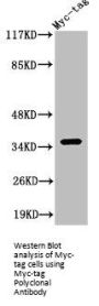Myc Tag Antibody