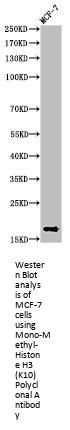 Mono-Methyl-Histone H3 (K10) Polyclonal Antibody