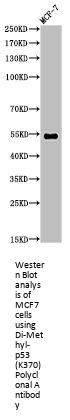 Di-Methyl-TP53 (K370) Antibody