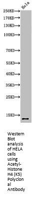 Acetyl-Histone H4 (K5) Antibody
