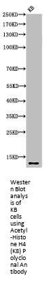 Acetyl-Histone H4 (K8) Antibody