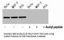Acetyl-Histone H4 (K8) Antibody