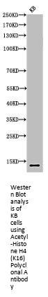 Acetyl-Histone H4 (K16) Antibody