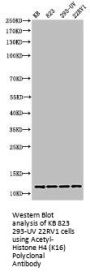 Acetyl-Histone H4 (K16) Antibody