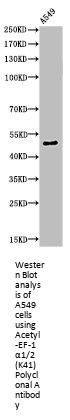 Acetyl-EEF1A1 (K41) Antibody