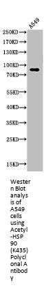 Acetyl-HSP90AA1 (K435) Antibody