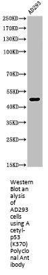 Acetyl-TP53 (K370) Antibody
