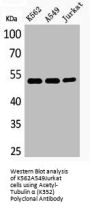 Acetyl-TUBA1A (K352) Antibody
