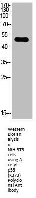 Acetyl-TP53 (K373) Antibody