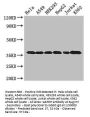 GAPDH Antibody
