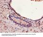 GAPDH Antibody