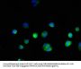GAPDH Antibody