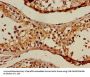 GAPDH Antibody