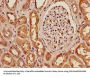 GAPDH Antibody