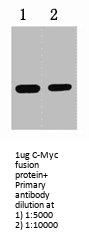 Myc Tag Antibody