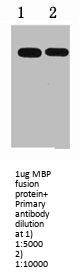 MBP Tag Antibody