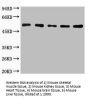 TUBA1A/TUBA1B Antibody