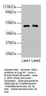 PGK1 Antibody
