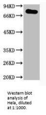 PTGS1 Antibody