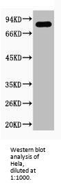 PTGS2 Antibody