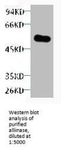 Alliinase Antibody