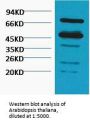 Rubisco Polyclonal Antibody