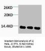 Histone H4 Antibody