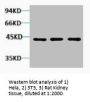 ACTA1 Antibody